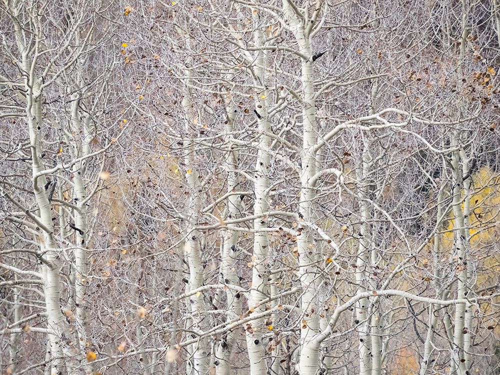 Utah-Wasatch Mountain Range Aspens just off of Highway 39 and Curtis Creek Rd